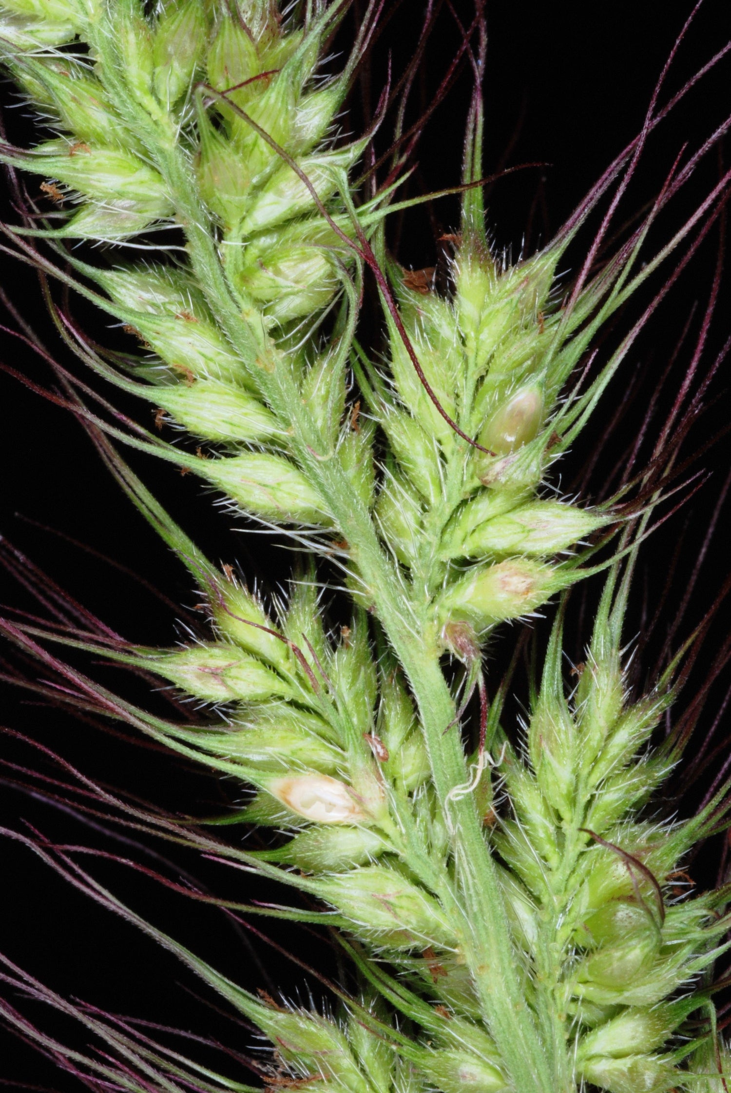 100 semillas de Echinochloa Walteri, hierba ornamental de humedales
