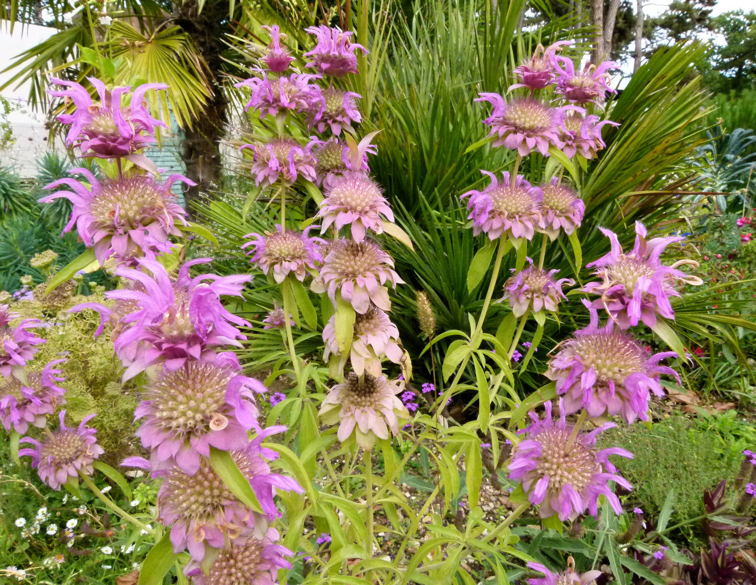 100 semillas de melisa punctata, flor de Monarda punctata, hierba de caballo, menta punteada