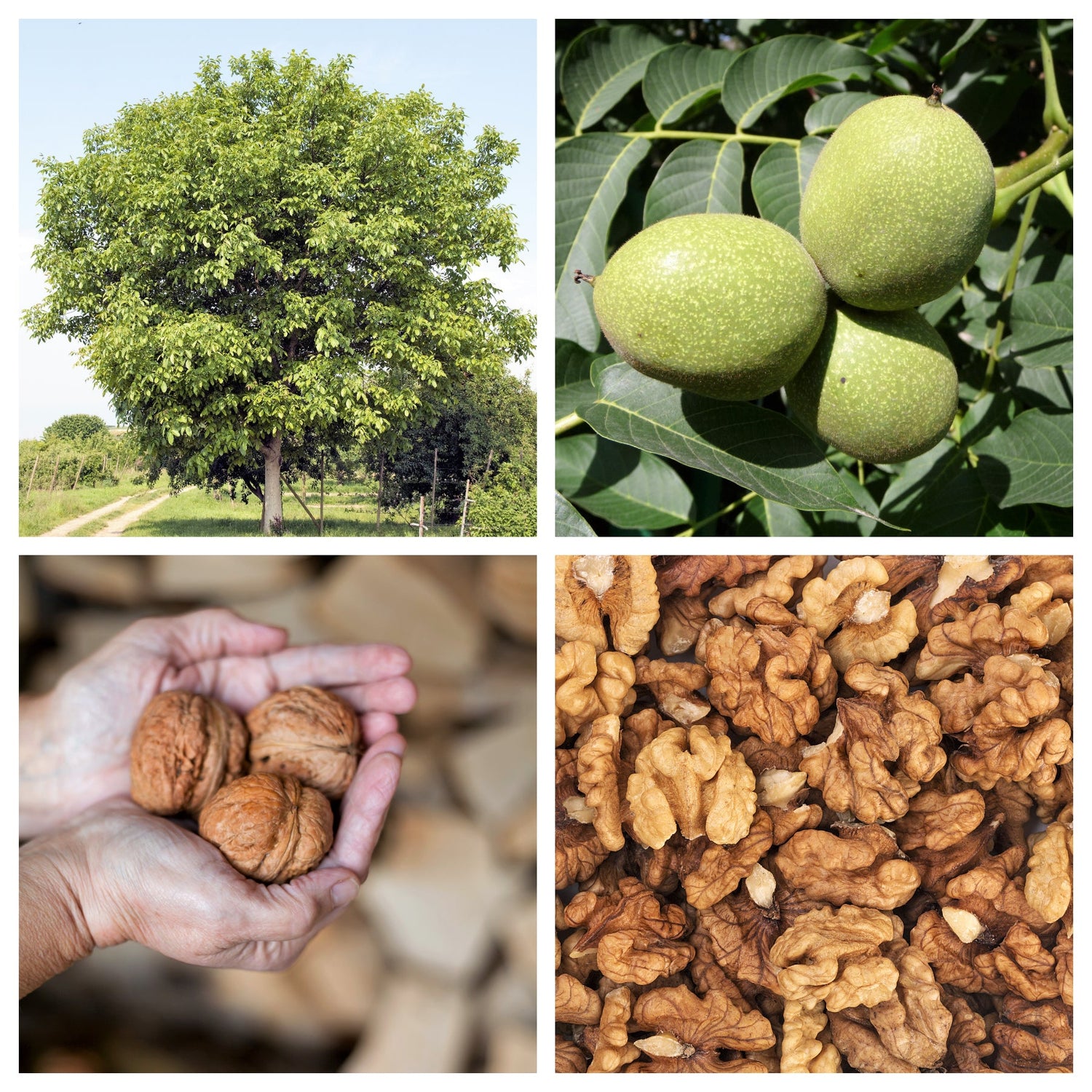 5 semillas de nogal inglés (Juglans regia orientis), también conocido como nogal común, resistente de los Cárpatos y de Persia.
