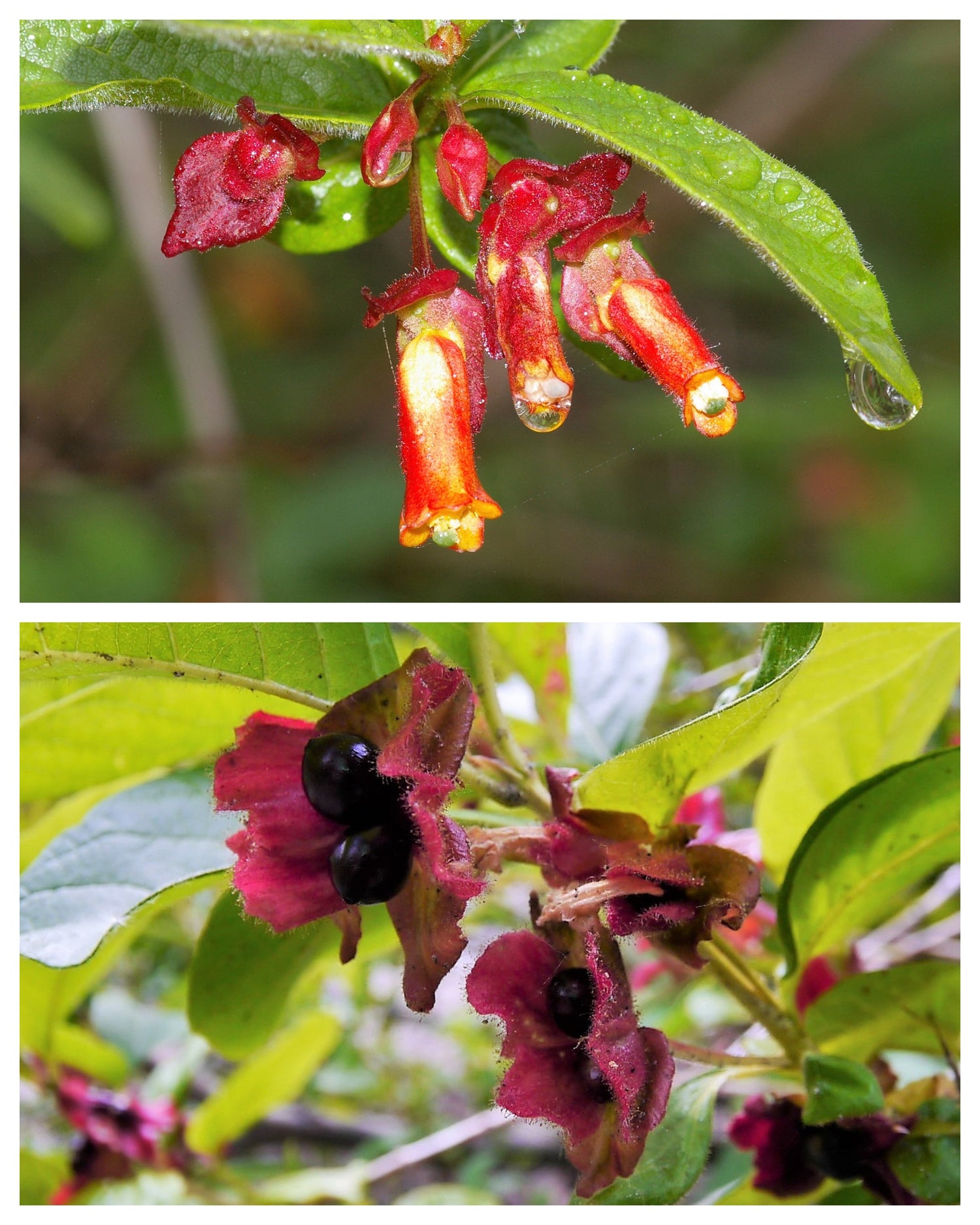 25 MADRESELVA DE BAYAS GEMELAS Lonicera Involucrata Gayuba de California Baya gemela negra Arbusto nativo en peligro de extinción Sol o sombra Semillas de flores de colibrí rojo amarillo