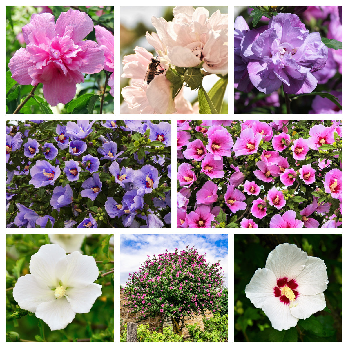 50 semillas de rosa de Siria (HIBISCO Syriacus), arbusto de flores, colores variados