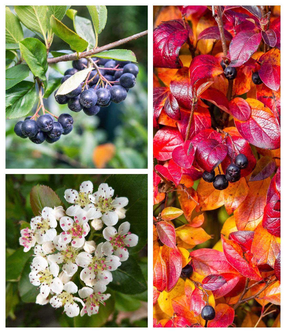 50 semillas de aronia negra (Aronia melanocarpa), arbusto de flores blancas y frutos.