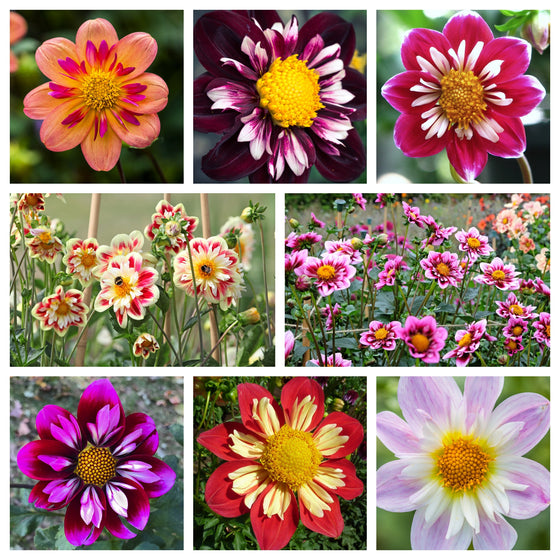50 semillas de dalias COLLARETTE Variabilis de dos tonos, rojo, rosa, morado, blanco, amarillo, granate y melocotón.