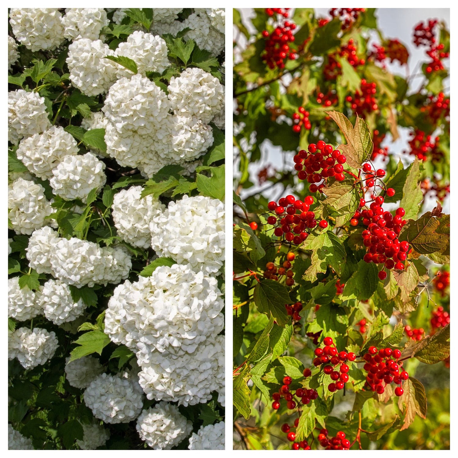 30 semillas de arándano europeo/bola de nieve, rosa de guelder, viburnum opulus, frutos rojos, flores blancas