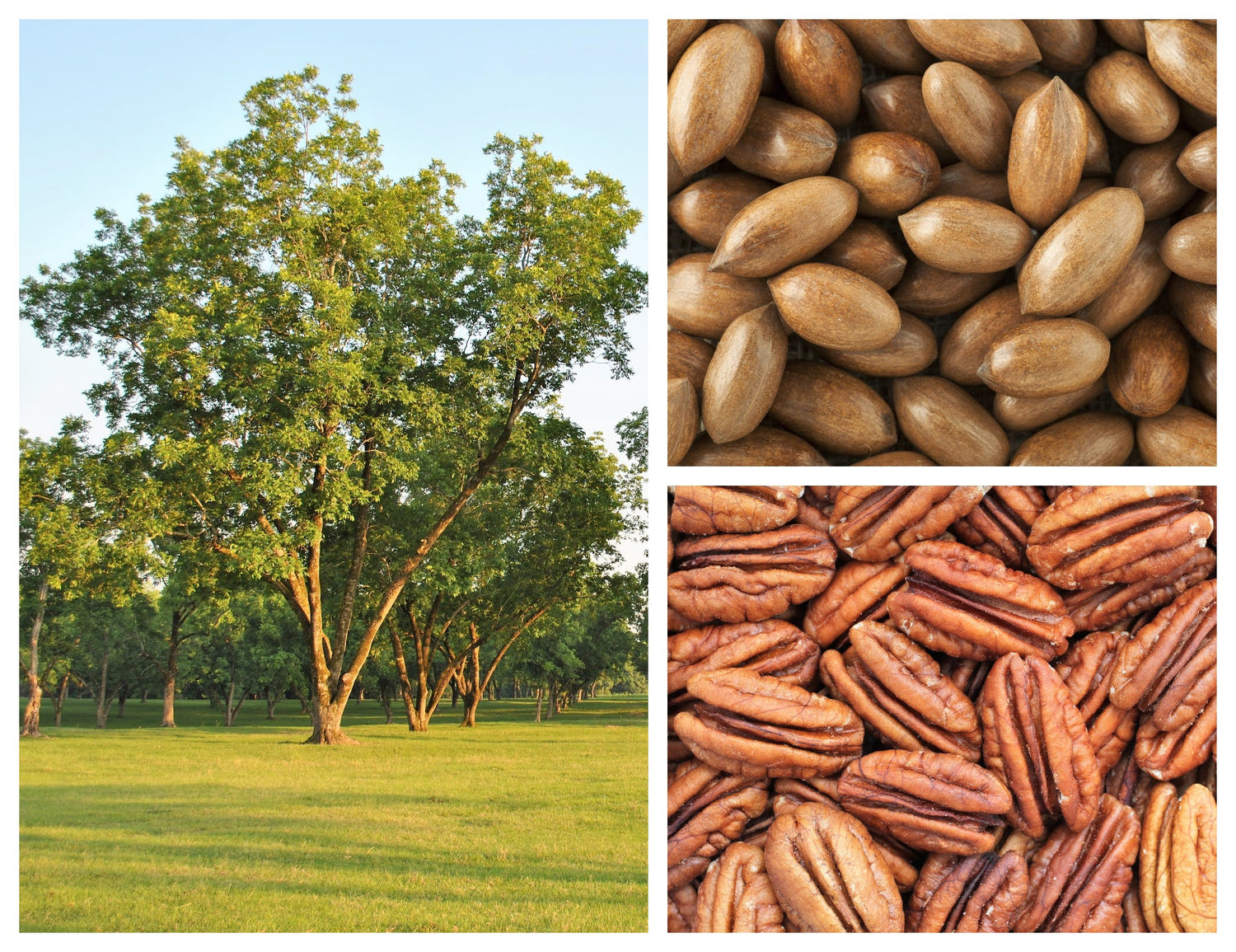 5 semillas de árbol de nuez pecana resistente Carya Illinoinensis King Nut, árbol frutal nativo