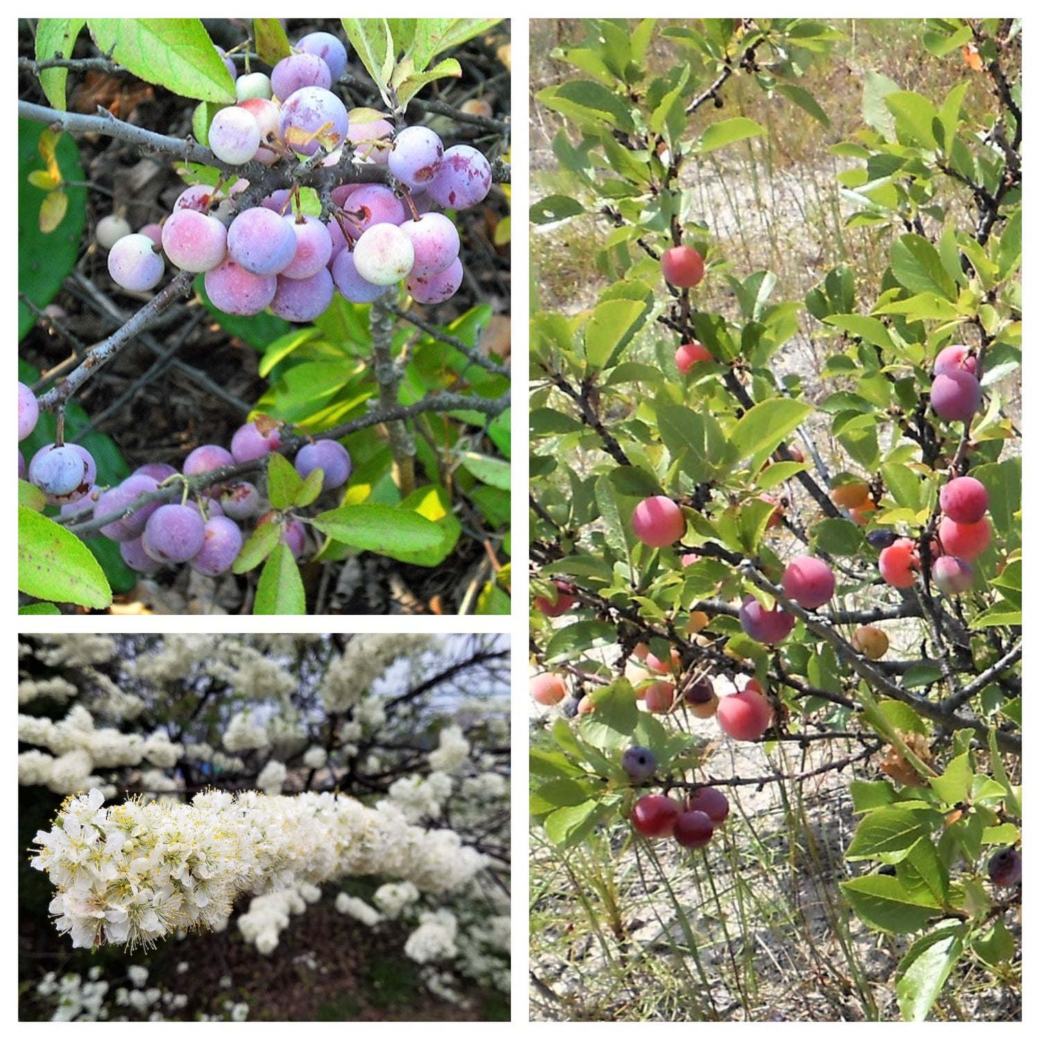 5 CIRUELA DE PLAYA Prunus Maritima Arbusto de fruta comestible nativo Arbusto Semillas de flores blancas