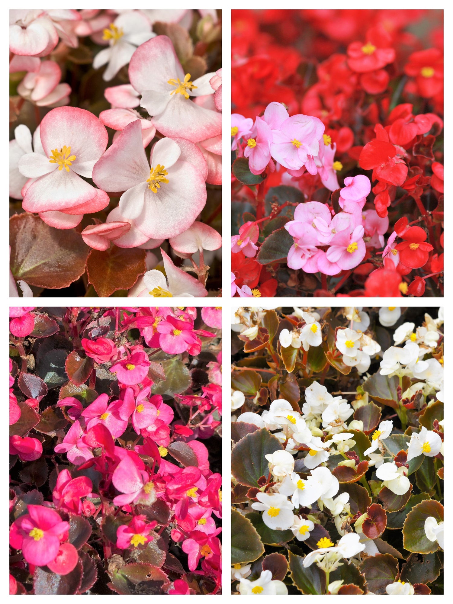 25 semillas de flores de begonia semperflorens fibrosas de colores mixtos, rojo, rosa y blanco, de dos tonos.