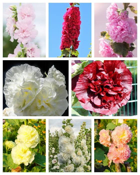 50 semillas de flores enanas dobles de malvarrosa (MAJORETTE MIX), Alcea Rosea, de colores rojo, rosa, blanco, granate y amarillo.