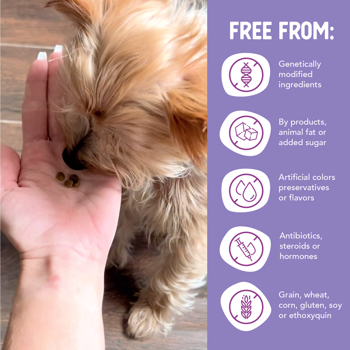 Grain Free Salmon & Sweet Potato Little Bites Dry Dog Food