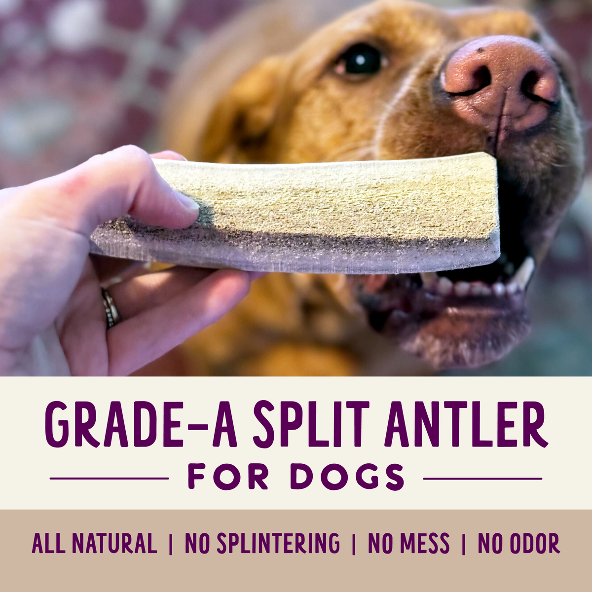 Natural Whole Elk Antler Dog Chews