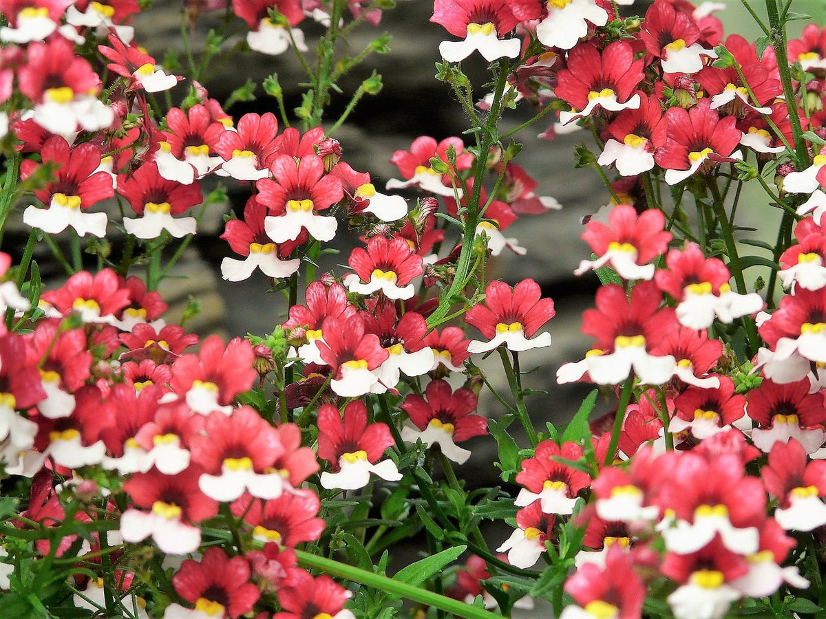 50 semillas de flores bicolores fragantes de NEMESIA Strumosa, bandera danesa, rojas y blancas