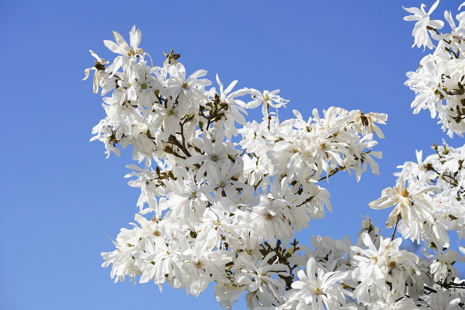 Semillas de 5 STAR MAGNOLIA Stellata - Flores grandes, fragantes, de color blanco a rosa, de 10 cm de ancho