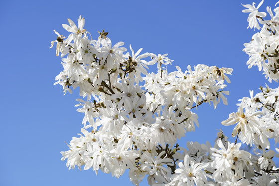 Semillas de 5 STAR MAGNOLIA Stellata - Flores grandes, fragantes, de color blanco a rosa, de 10 cm de ancho