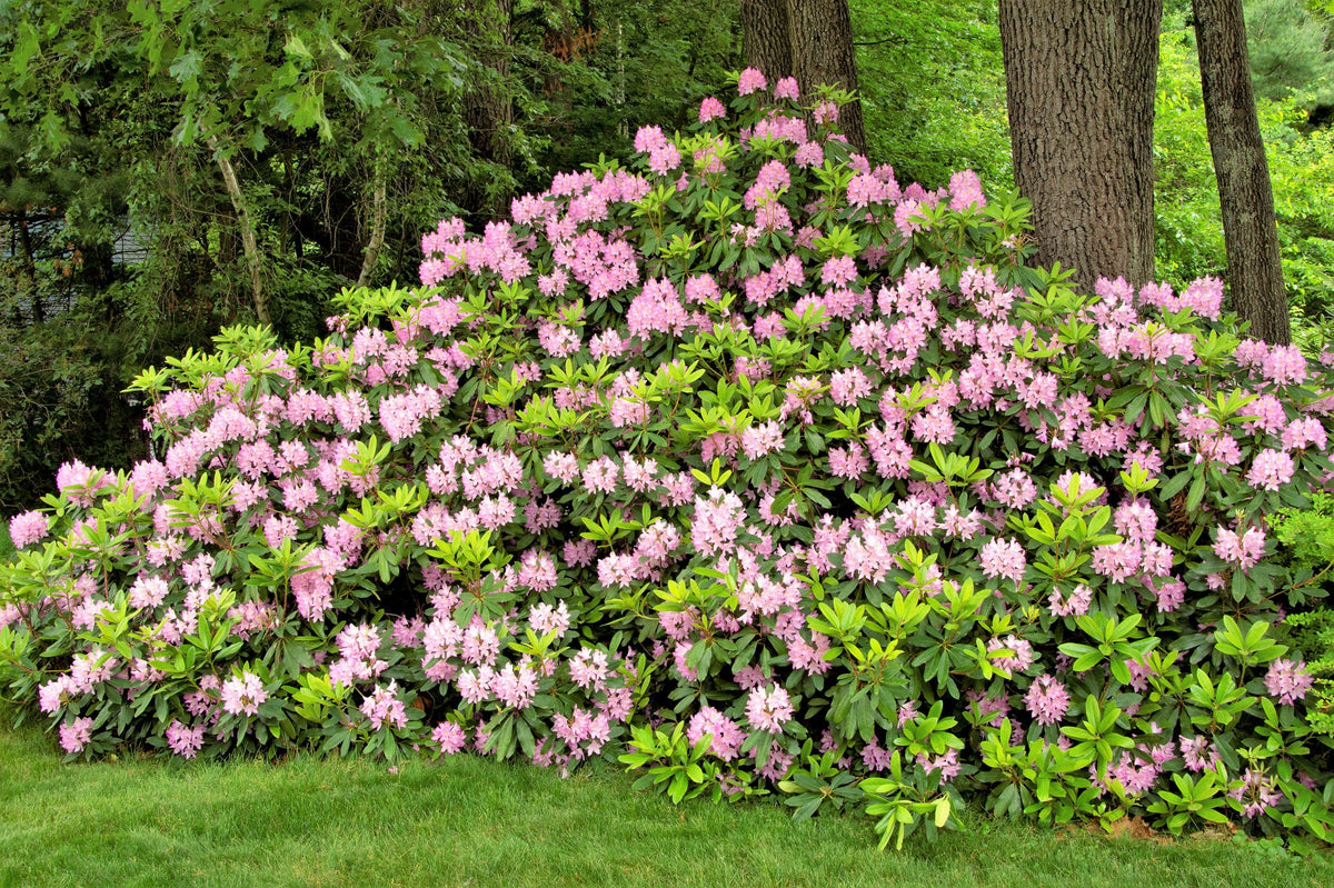 50 HÍBRIDOS MIXTOS DE RODODENDRO spp. Colores variados: rojo, rosa, morado, blanco, amarillo y naranja. Florece al sol o a la sombra. Semillas de arbusto.