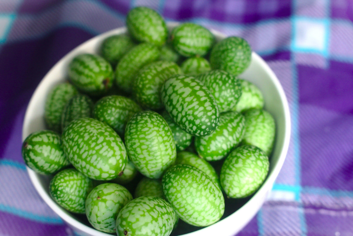 10 CUCAMELON Melothria Scabra Melón Ratón Pepinillo Mexicano Sandía Mini Semillas de Vid de Pepino