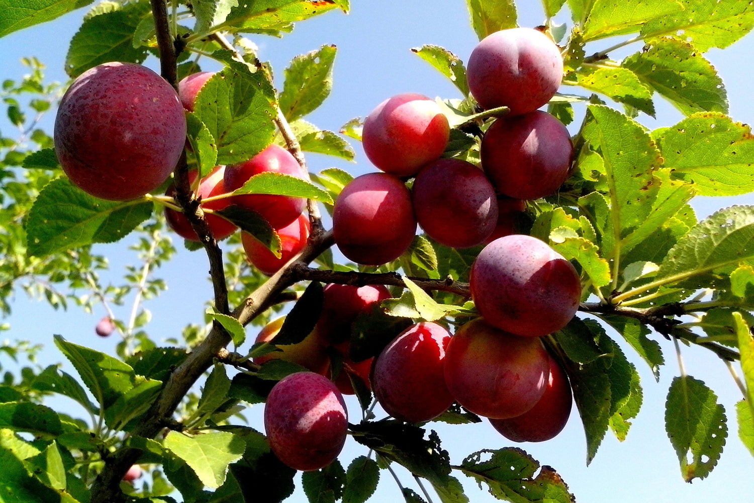 5 semillas de ciruelo americano Prunus americana, arbusto de flores blancas y frutos rojos y morados.