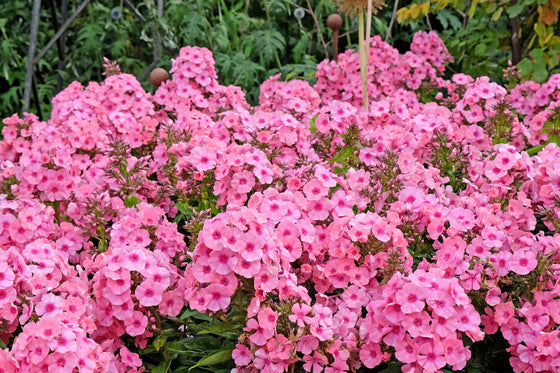 100 semillas de flores Phlox Drummondii de Phlox rosa