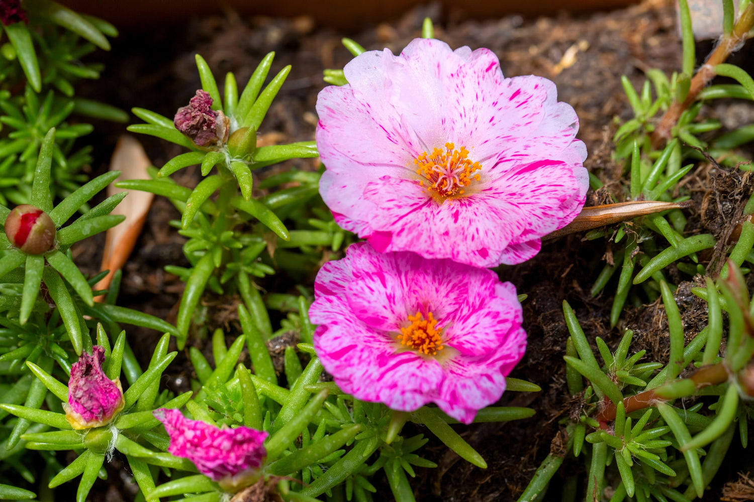 40 Semillas de flores suculentas de reloj de sol, MENTA PIPERITA, PORTULACA Grandiflora, Rosa musgosa con vetas rosadas