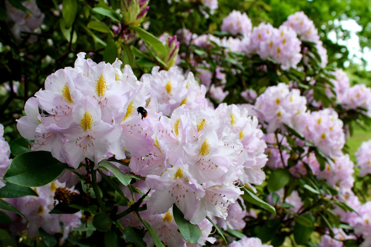 50 Rosebay RHODODENDRON Maximum White Pink Laurel Bush Shrub Flower Seeds