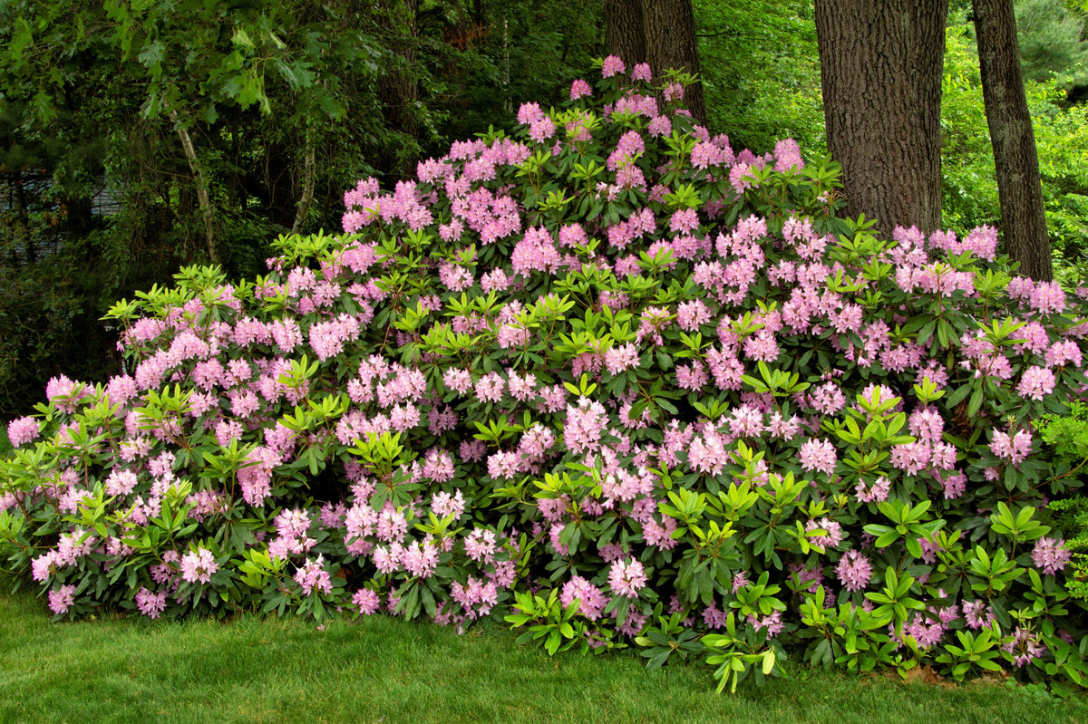 50 Rosebay RHODODENDRON Maximum White Pink Laurel Bush Shrub Flower Seeds
