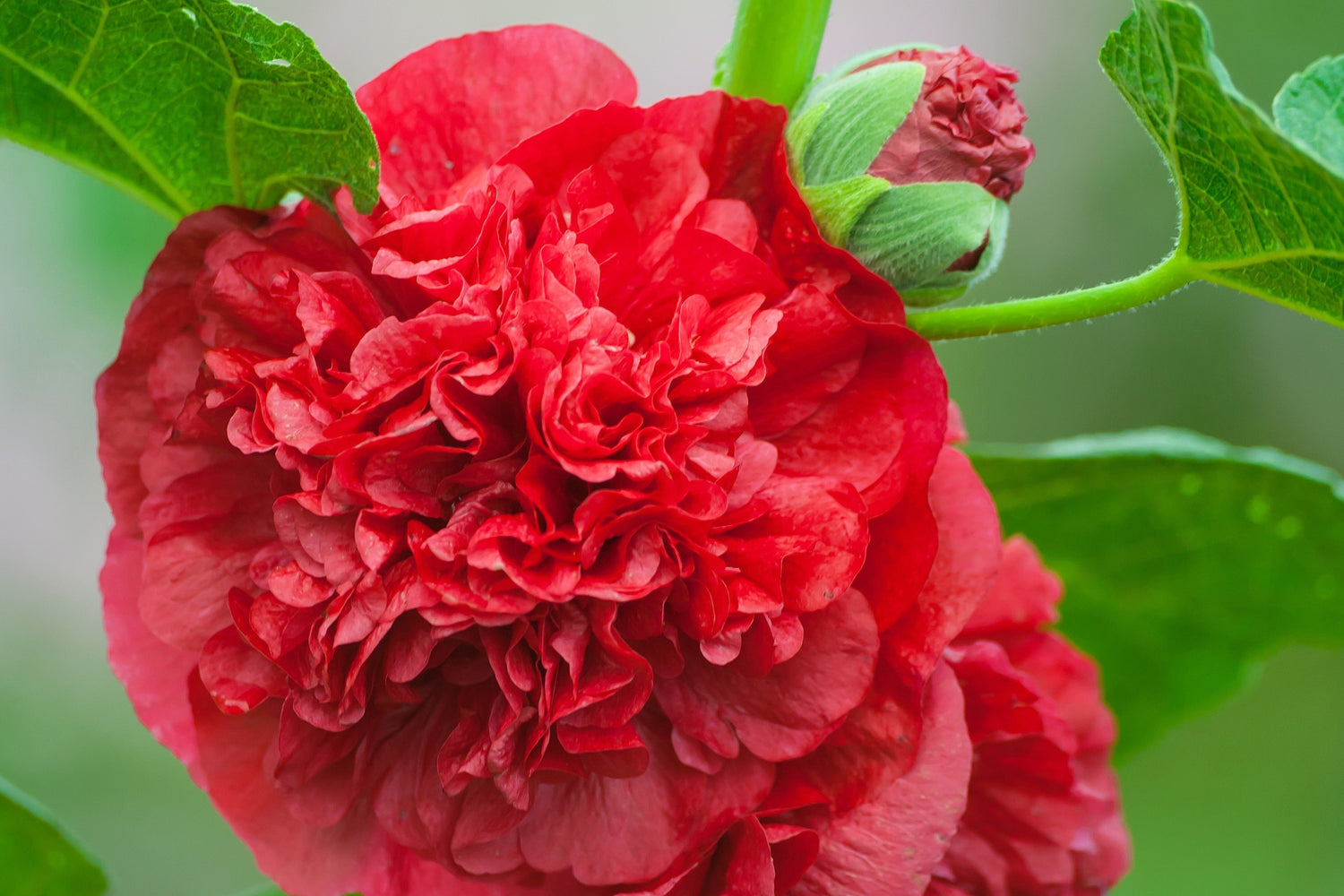25 semillas de flores de malvarrosa roja doble escarlata Alcea Rosea perenne