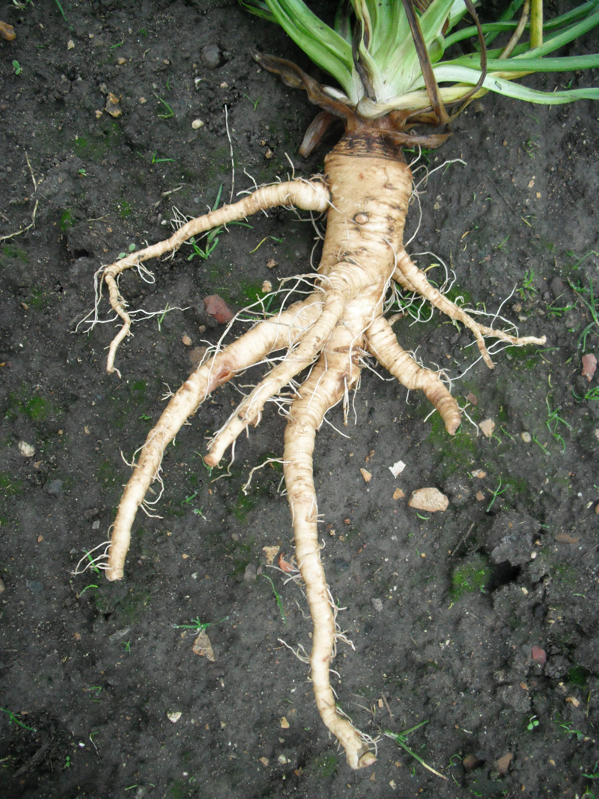 50 MAMMOTH Sandwich Island SALSIFY Tragopogon White Root Vegetable Oyster Flower Semillas