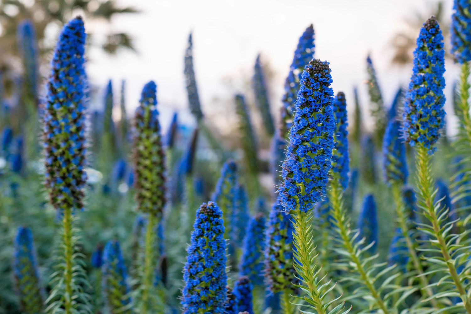 40 semillas de flores de néctar de Echium candicans fastuosum, orgullo azul de Madeira