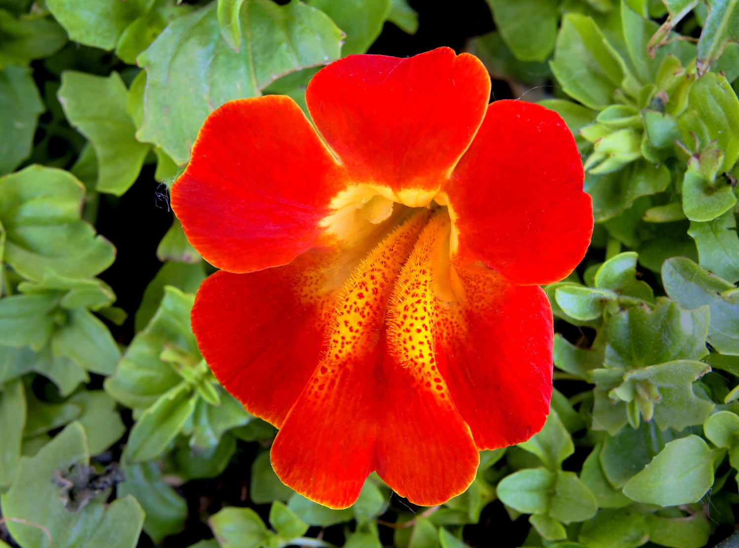 100 semillas de Mimulus FLOR DE MONO ROJO Brillantina