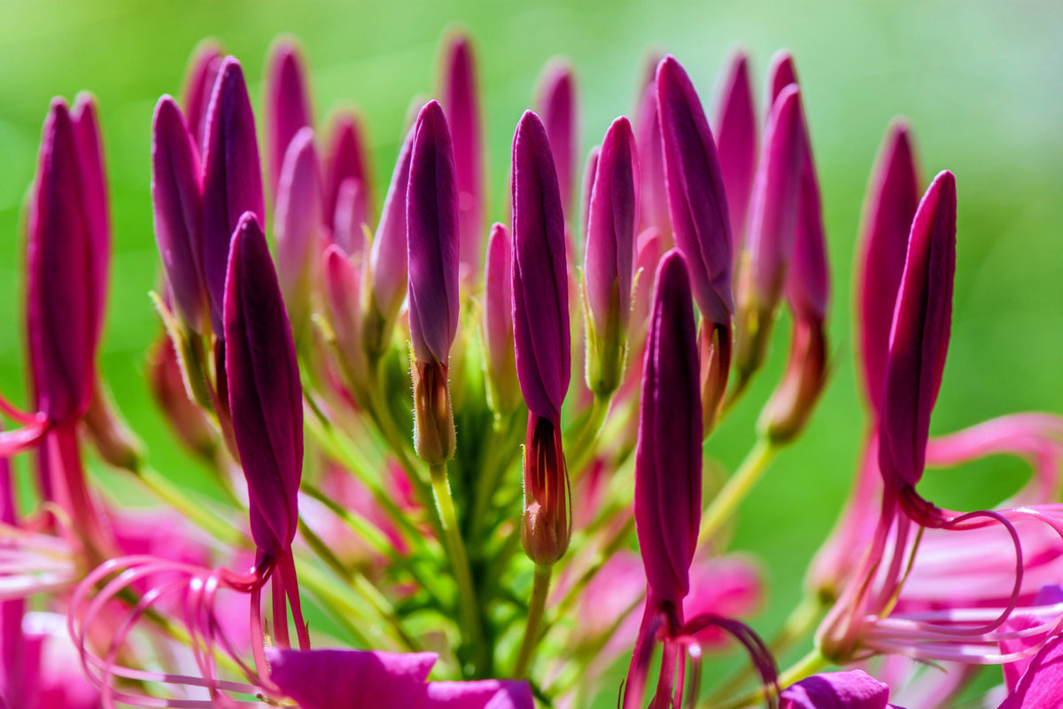 200 VIOLET QUEEN CLEOME Hassleriana Cleome Spinosa Purple Spider Flower Seeds