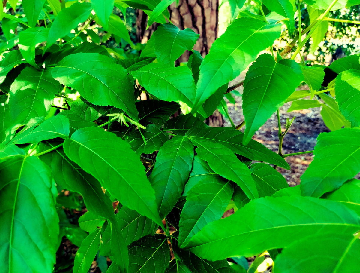 5 semillas de castaño mexicano Ungnadia Speciosa, arbusto, árbol, flor fragante rosa y púrpura