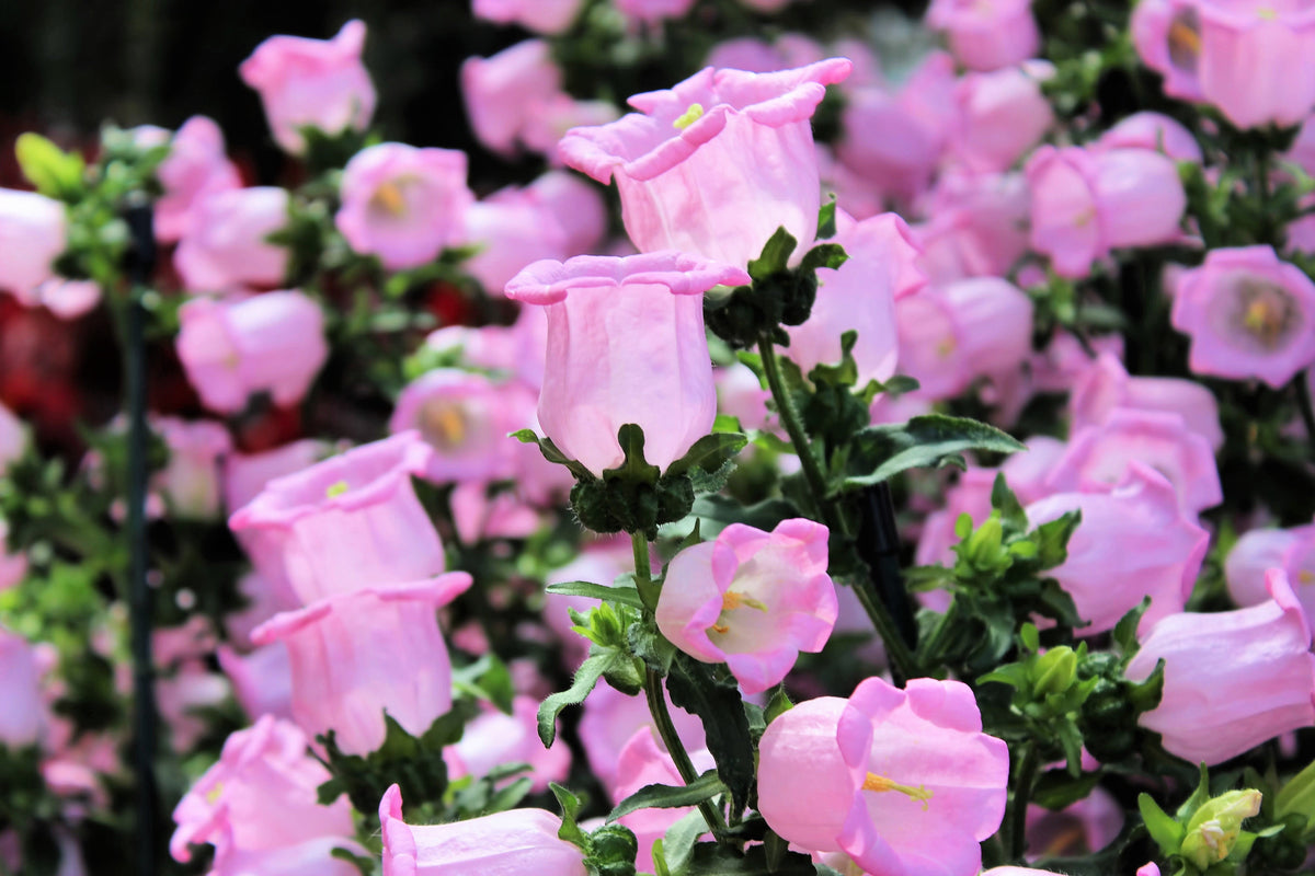200 semillas de flores medianas de CAMPANULA (CANTERBURY BELLS - CAMPANULA) de color rosa