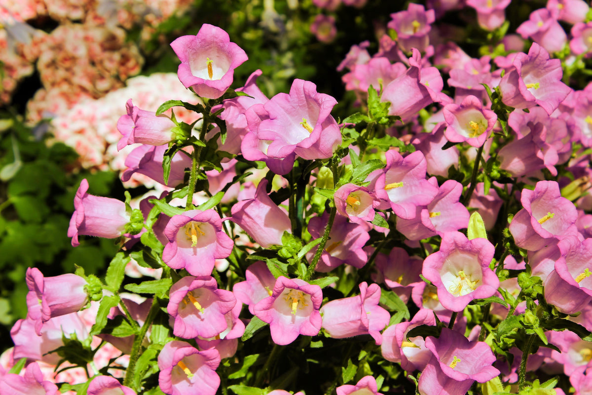 200 semillas de flores medianas de CAMPANULA (CANTERBURY BELLS - CAMPANULA) de color rosa