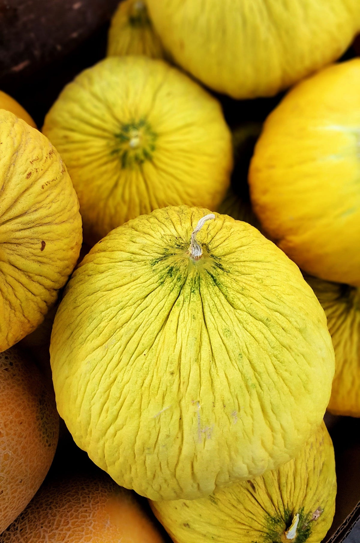 50 Golden Beauty CASABA MELON Semillas de fruta Cucumis Melo