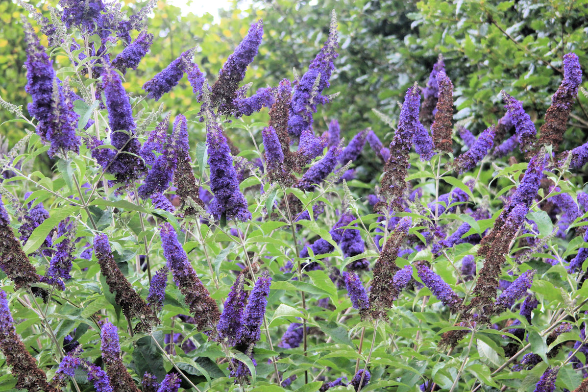 50 semillas de arbusto de mariposa morado oscuro Buddleja Davidii, arbusto de colibrí con flores fragantes