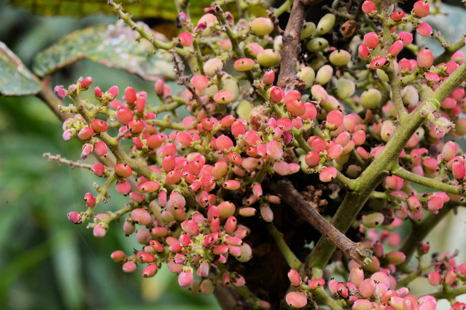30 ZUMAQUE CHINO, Agalla, Flores blancas, Bayas rojas, Semillas de Rhus Chinensis