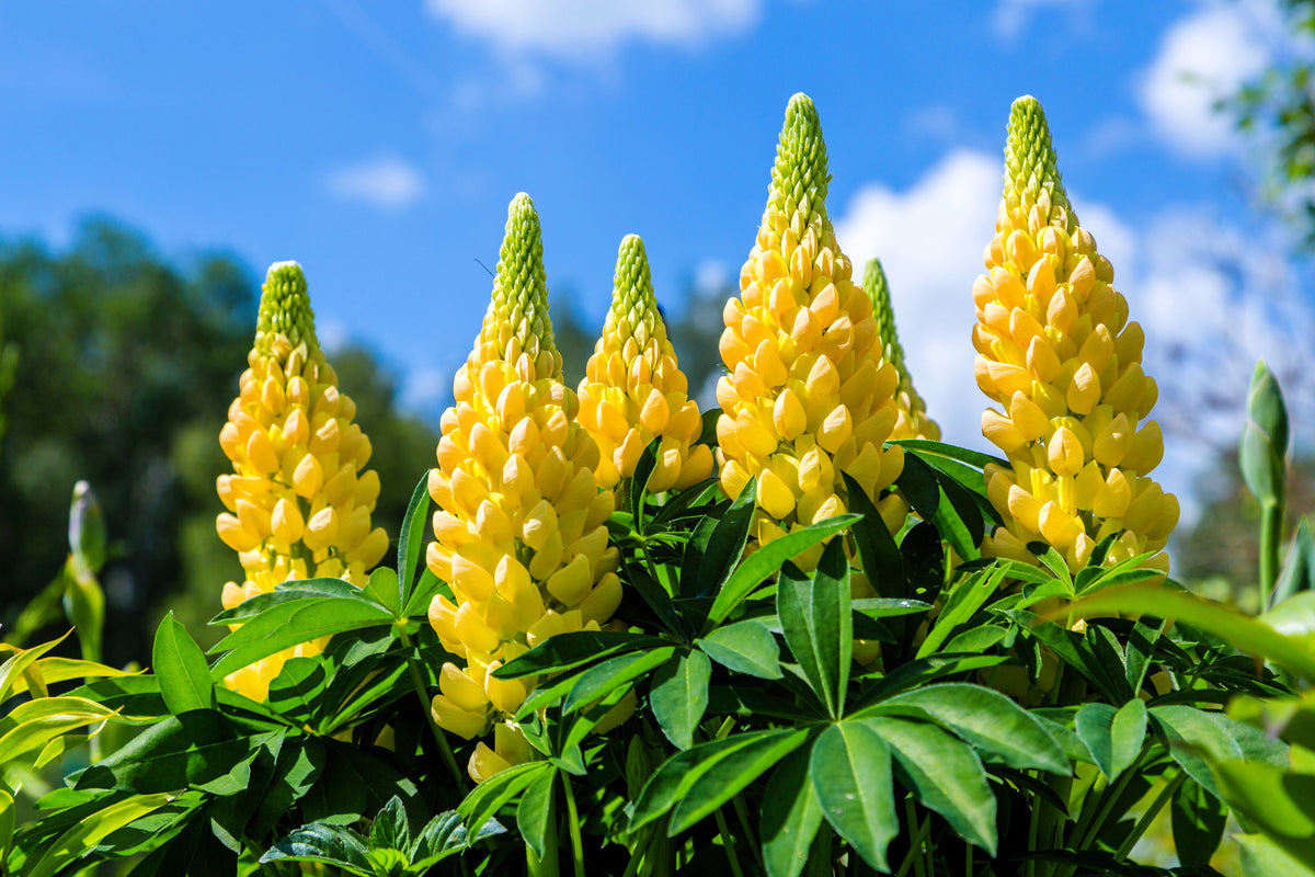 50 semillas de altramuz dorado (Lupinus densiflorus), colibrí amarillo