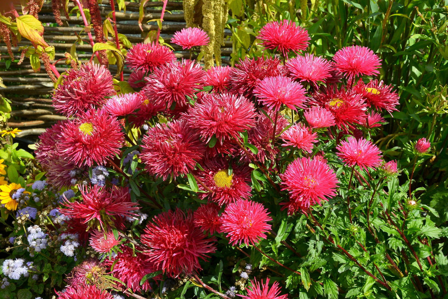250 semillas de flores de Callistephus Chinensis, Aster chino rojo doble