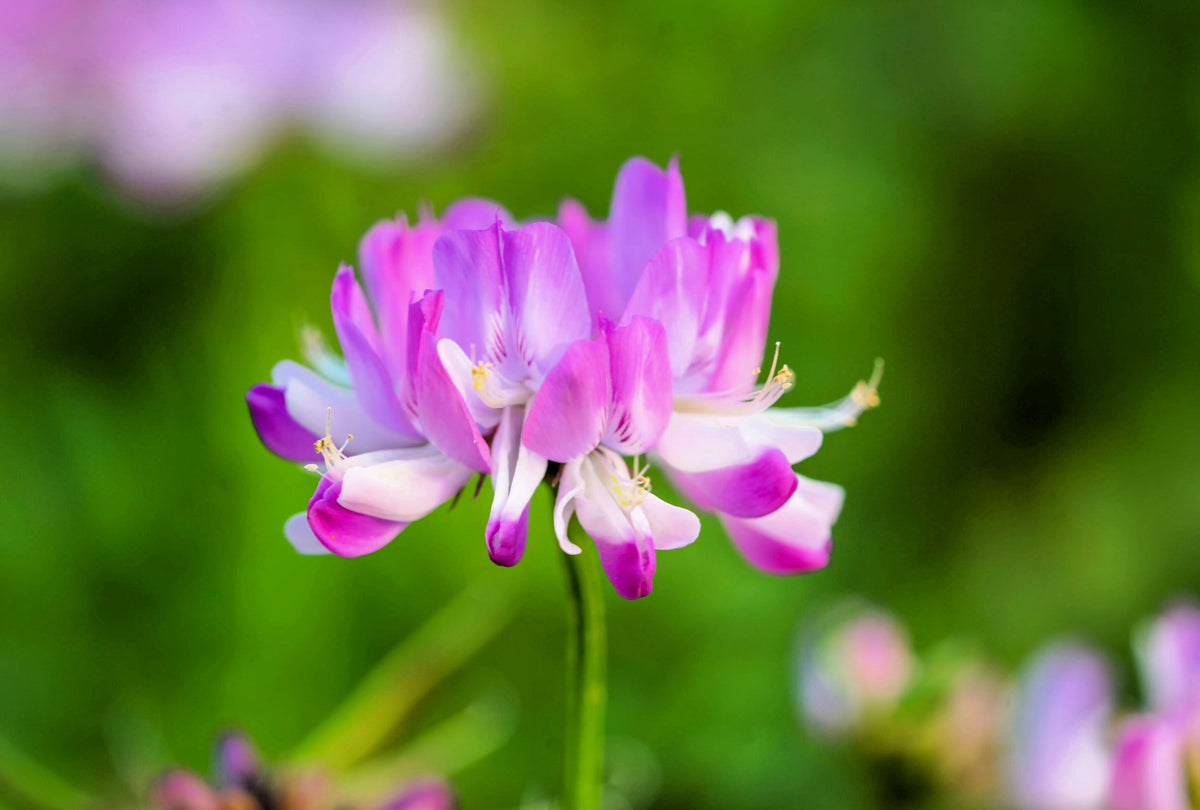 50 semillas de leguminosas de cobertura del suelo de Astragalus sinicus, flor rosa y morada