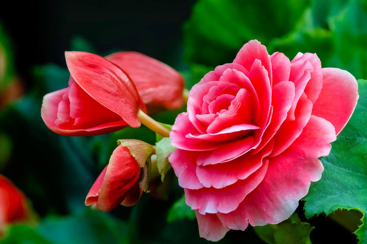 10 semillas de begonia tuberosa doble de color rosa brillante.