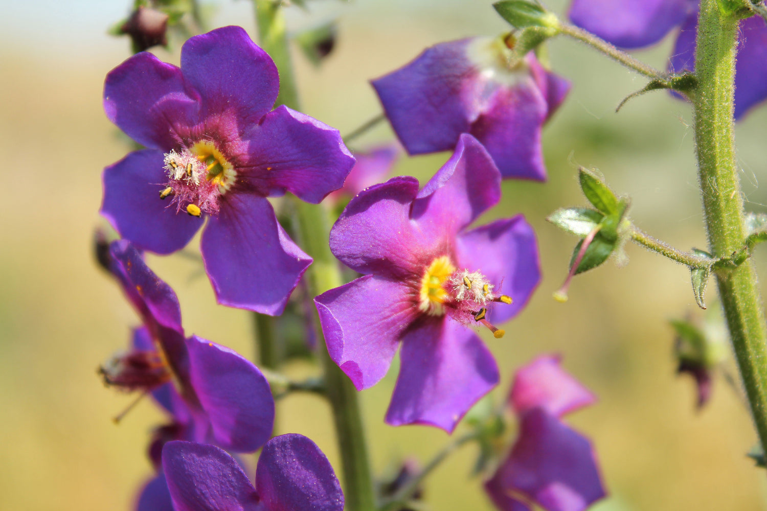 50 VIOLETTA VERBASCUM Phoeniceum Purple Mullein Nectar Flower Seeds