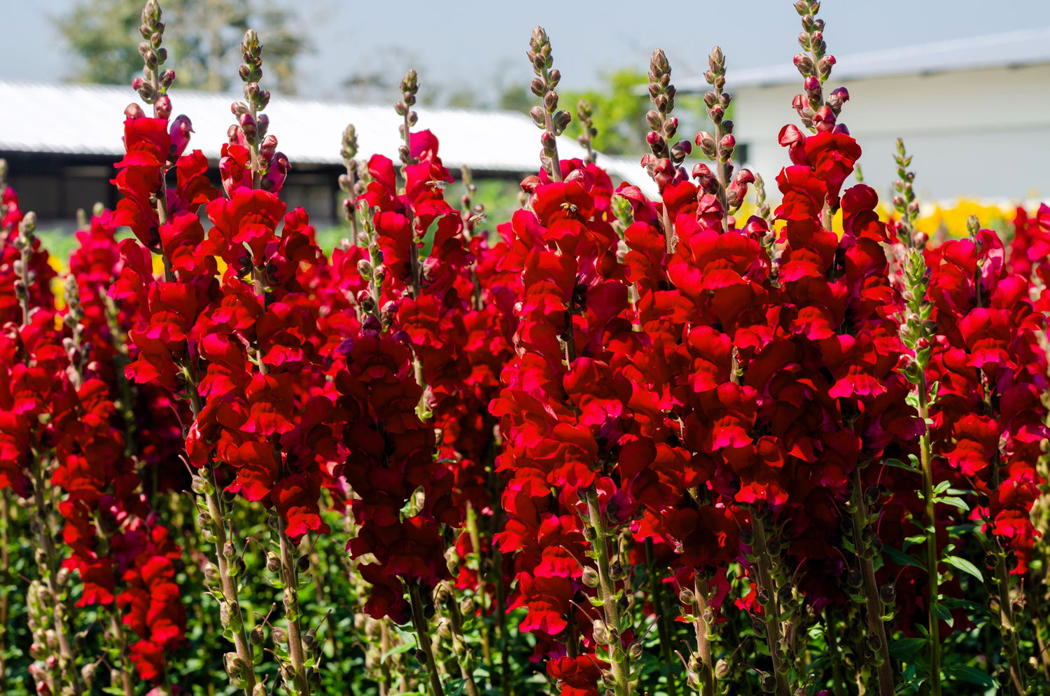 250 semillas de flores de boca de dragón rojo rubí (Antirrhinum majus)