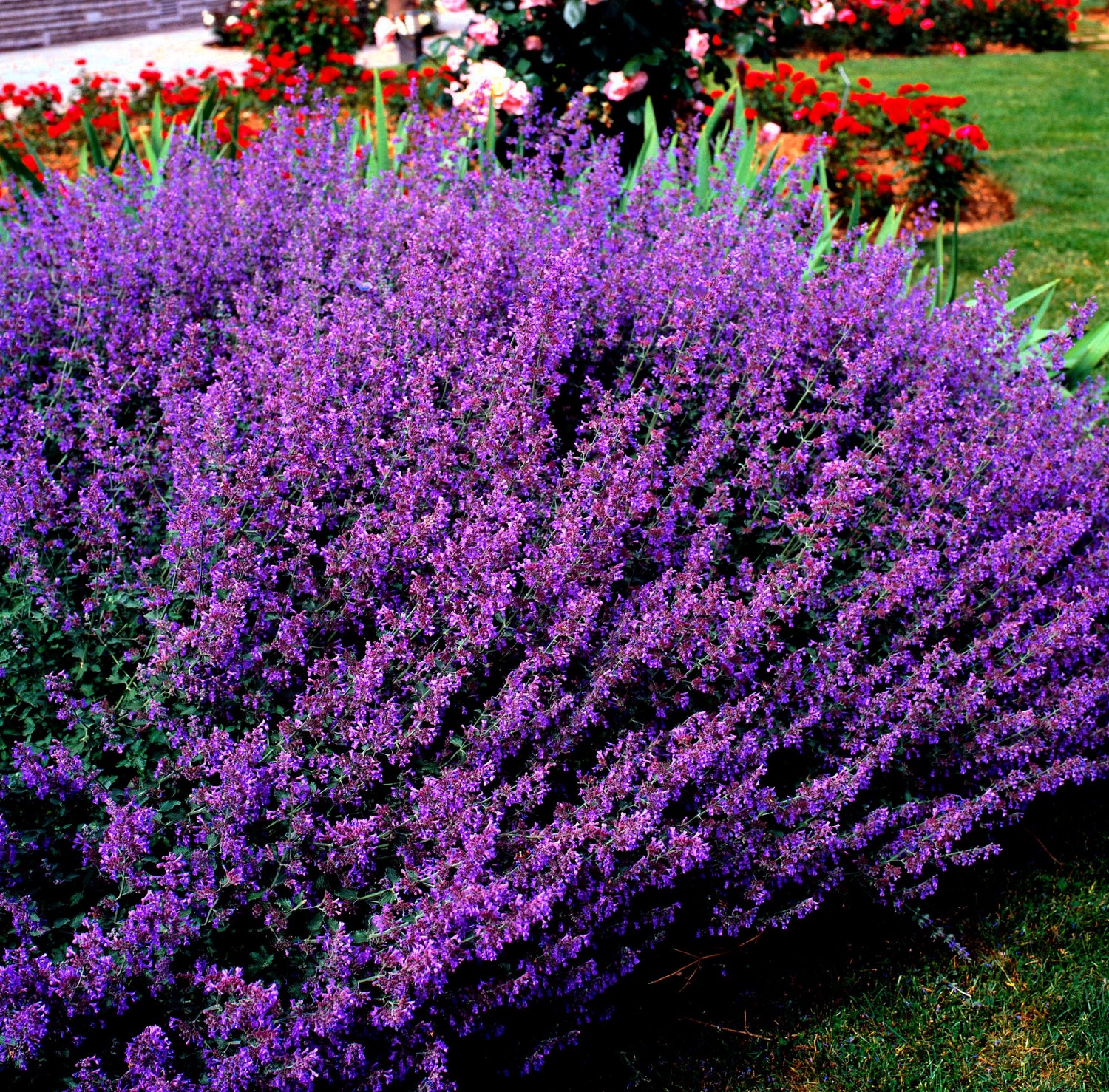 50 semillas de flores de hierba gatera azul Nepeta Mussinii