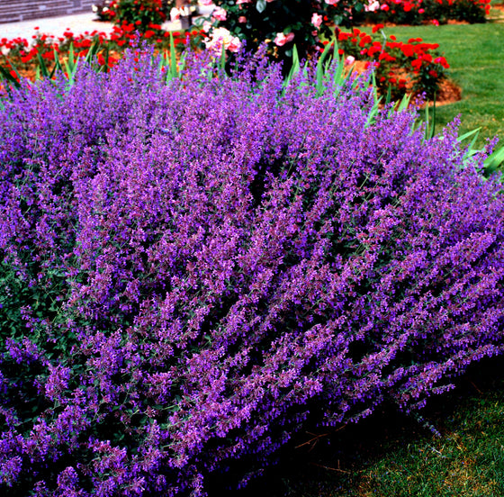 50 semillas de flores de hierba gatera azul Nepeta Mussinii