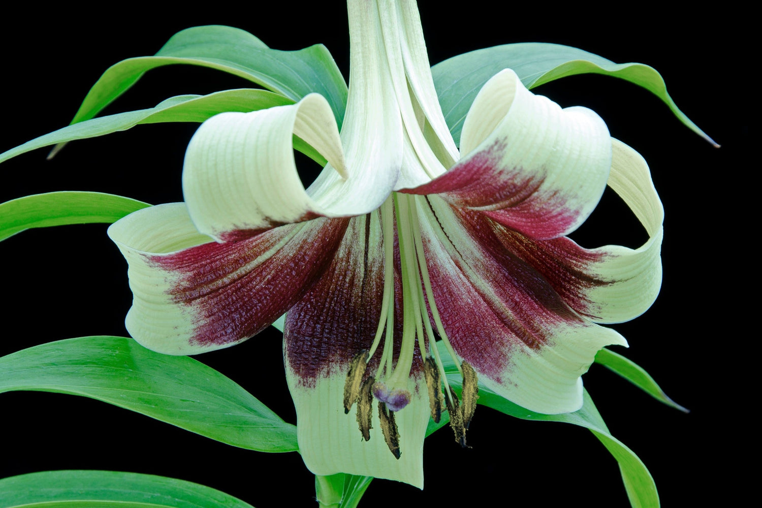 5 semillas de flores fragantes de Lilium Nepalense, de color verde y granate.