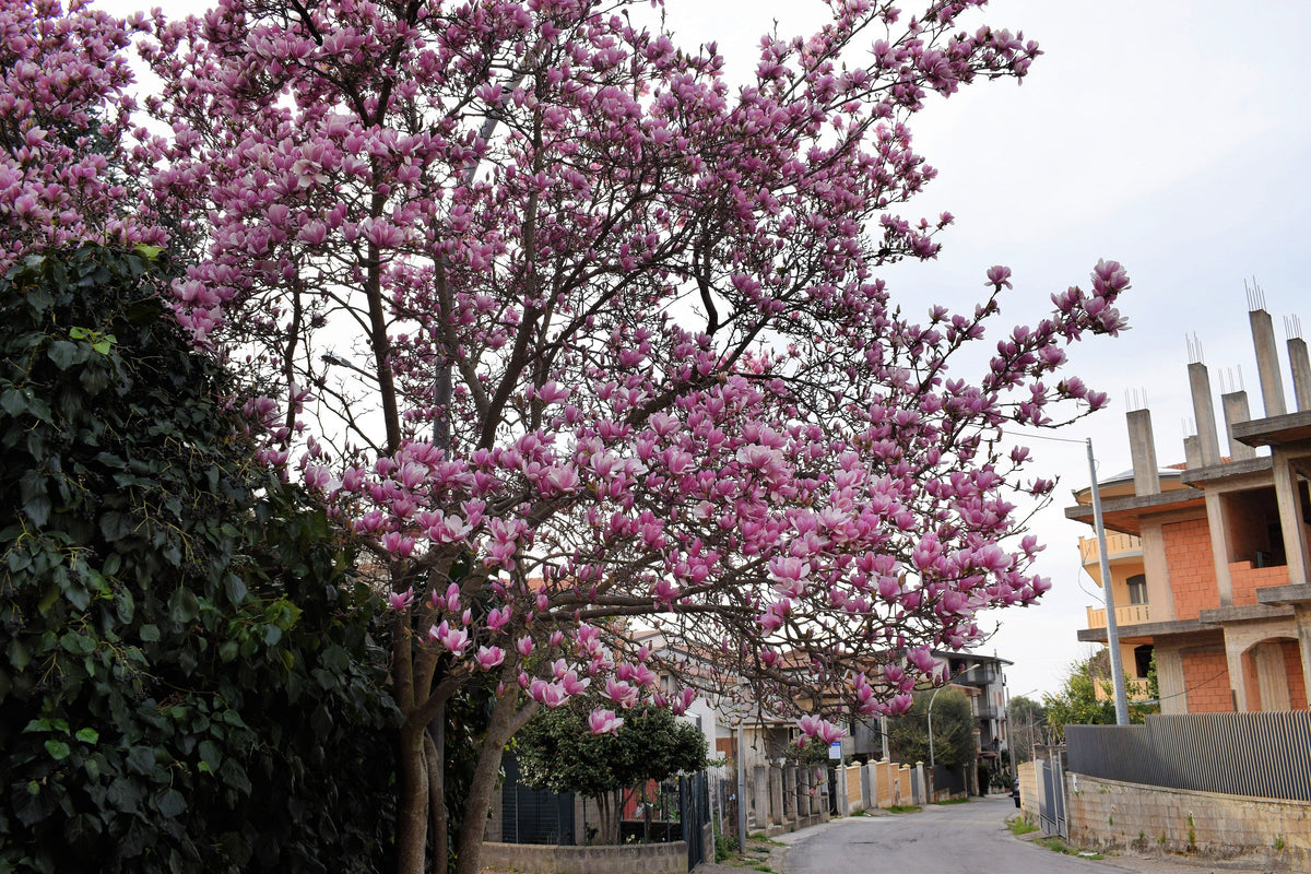 5 LIRIO MAGNOLIA ÁRBOL DE FLOR Tulipán Fragante Rosa y Púrpura Magnol Liliiflora Semillas