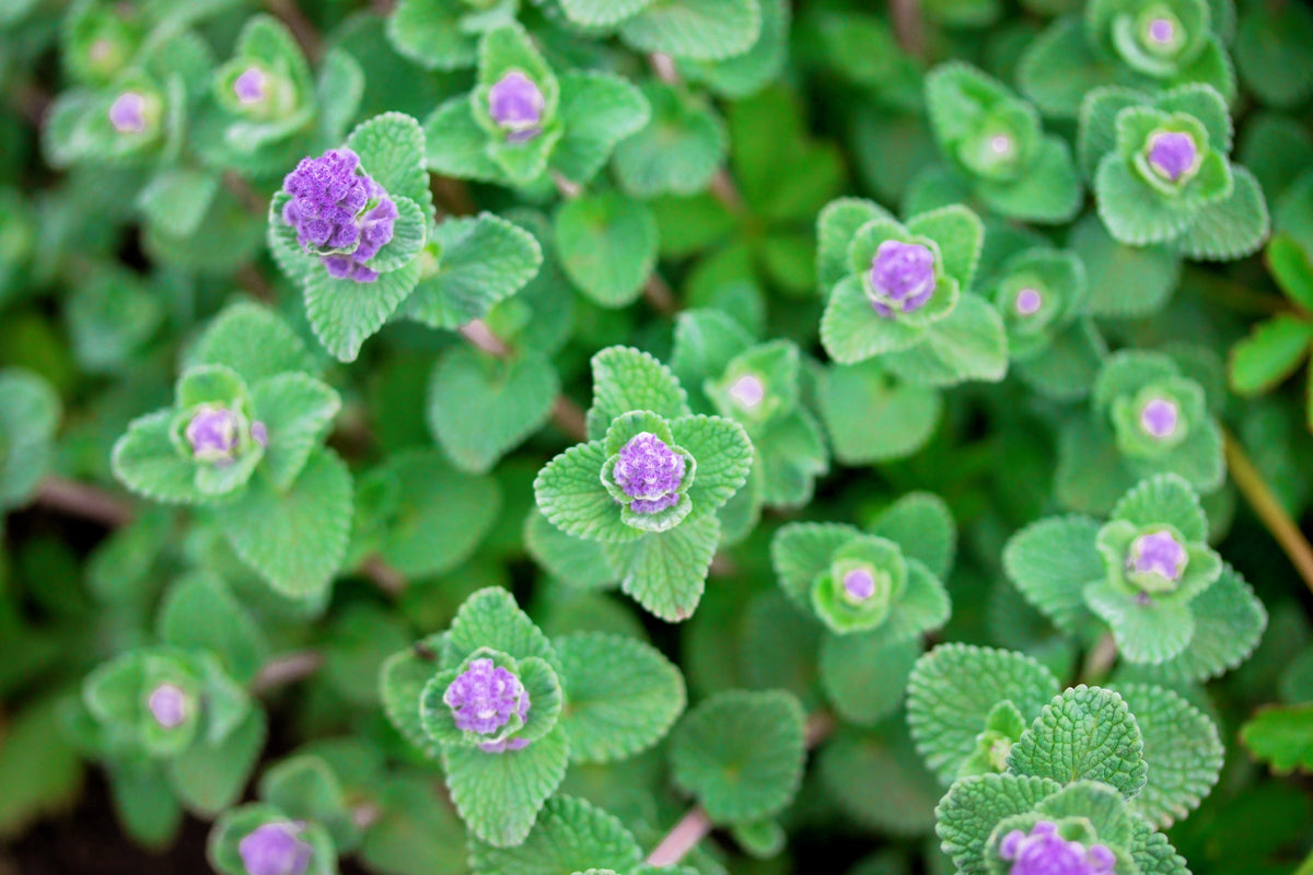 50 semillas de flores de Nepeta Racemosa (menta persa) Mussins