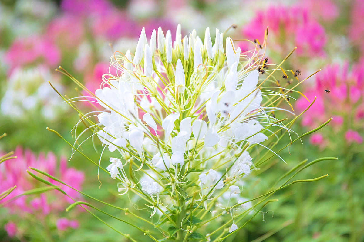 200 semillas de flores de Cleome Hassleriana, Cleome Spinosa, Cleome Reina Blanca (Flor Araña)