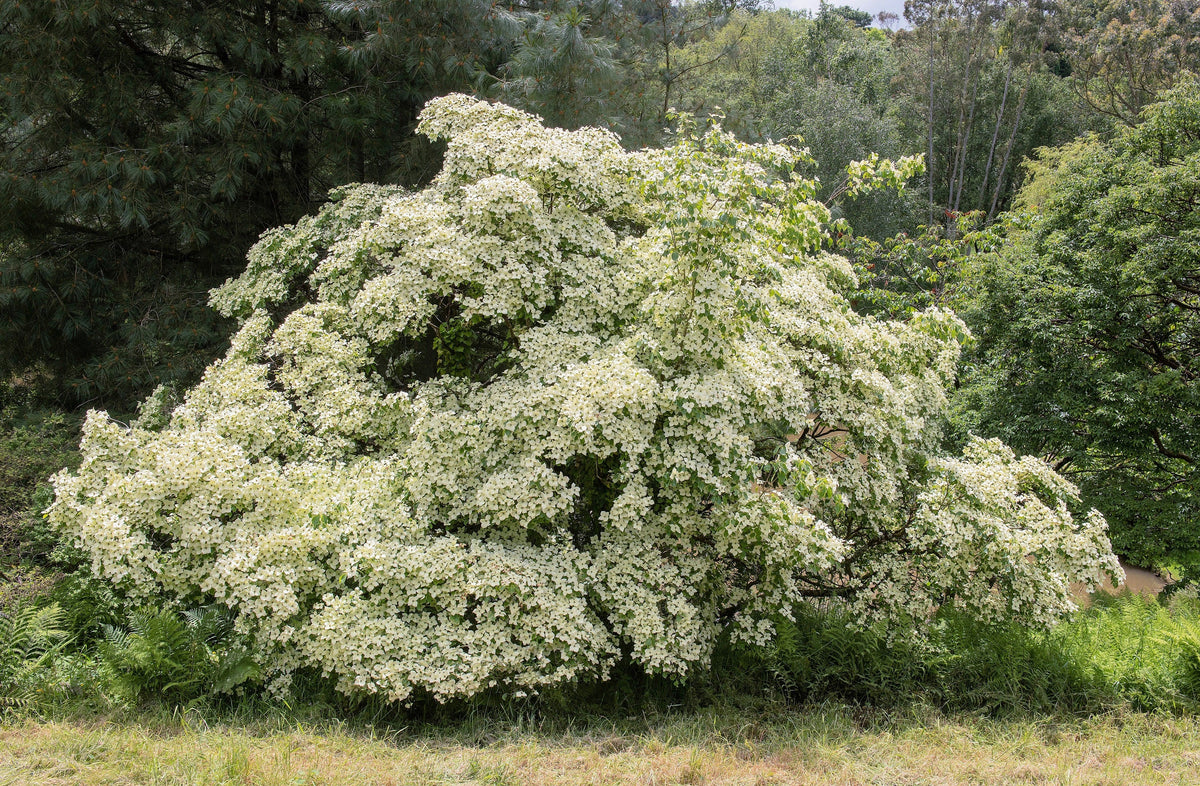 5 semillas de Cornus kousa (cornejo blanco) en flor