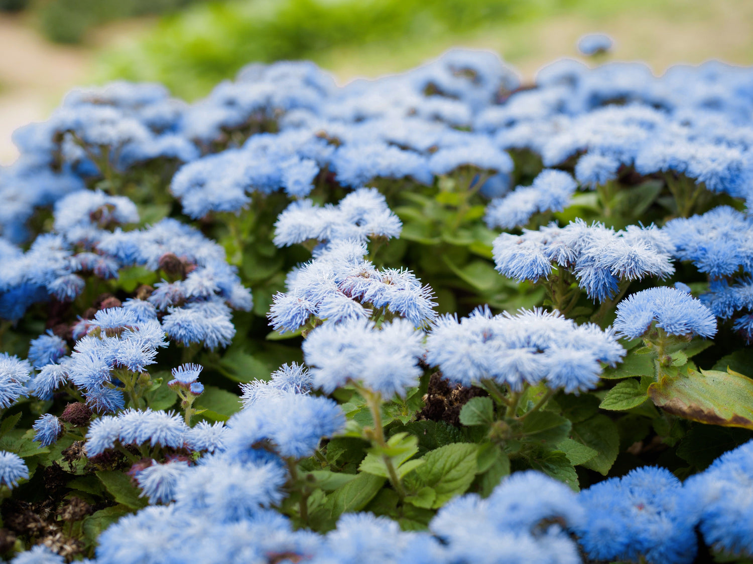 250 semillas de flor de Ageratum Houstonianum (Ageratum azul enano)