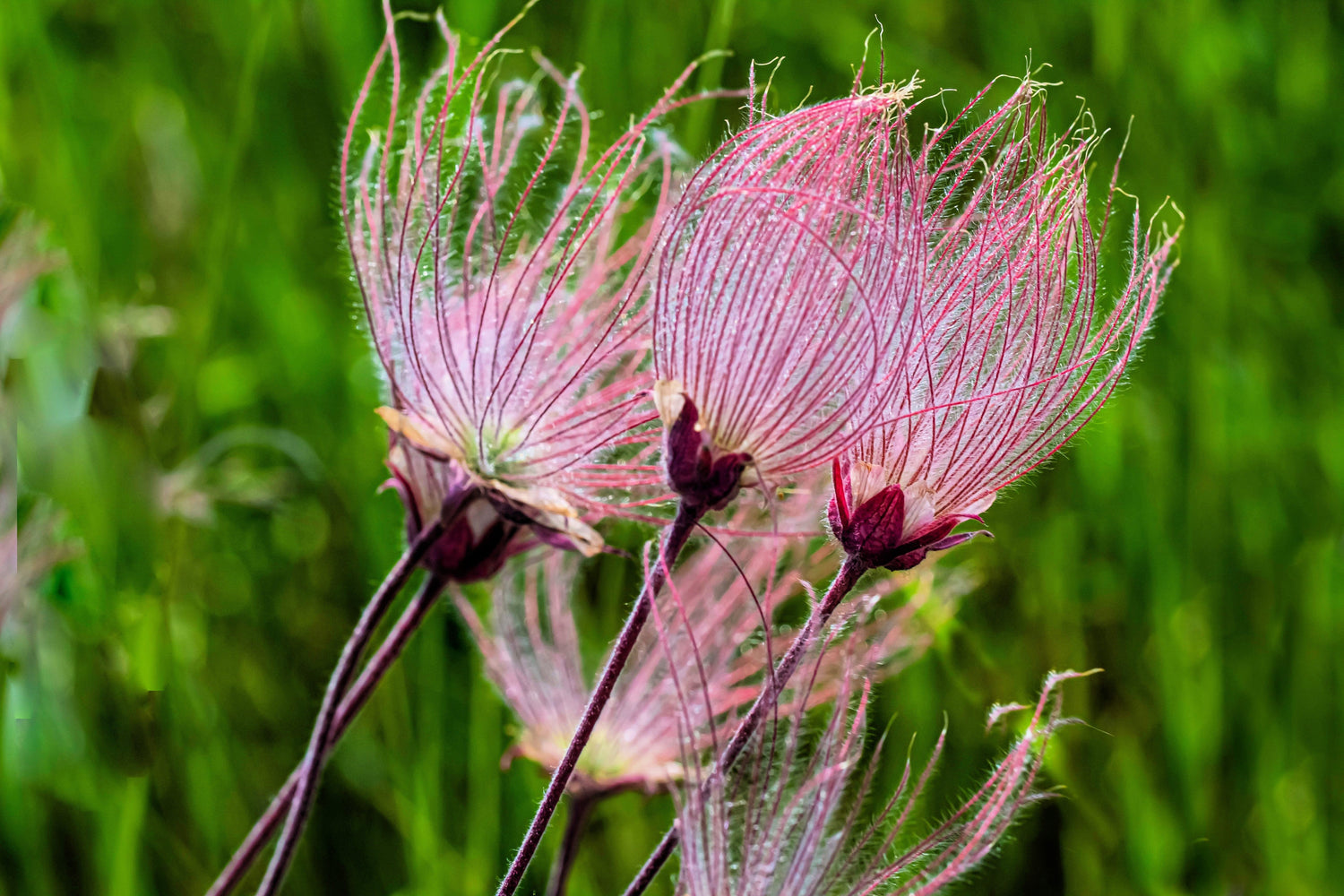 25 semillas de flores rosas de Geum Triflorum Purple Prairie Avens de PRAIRIE SMOKE